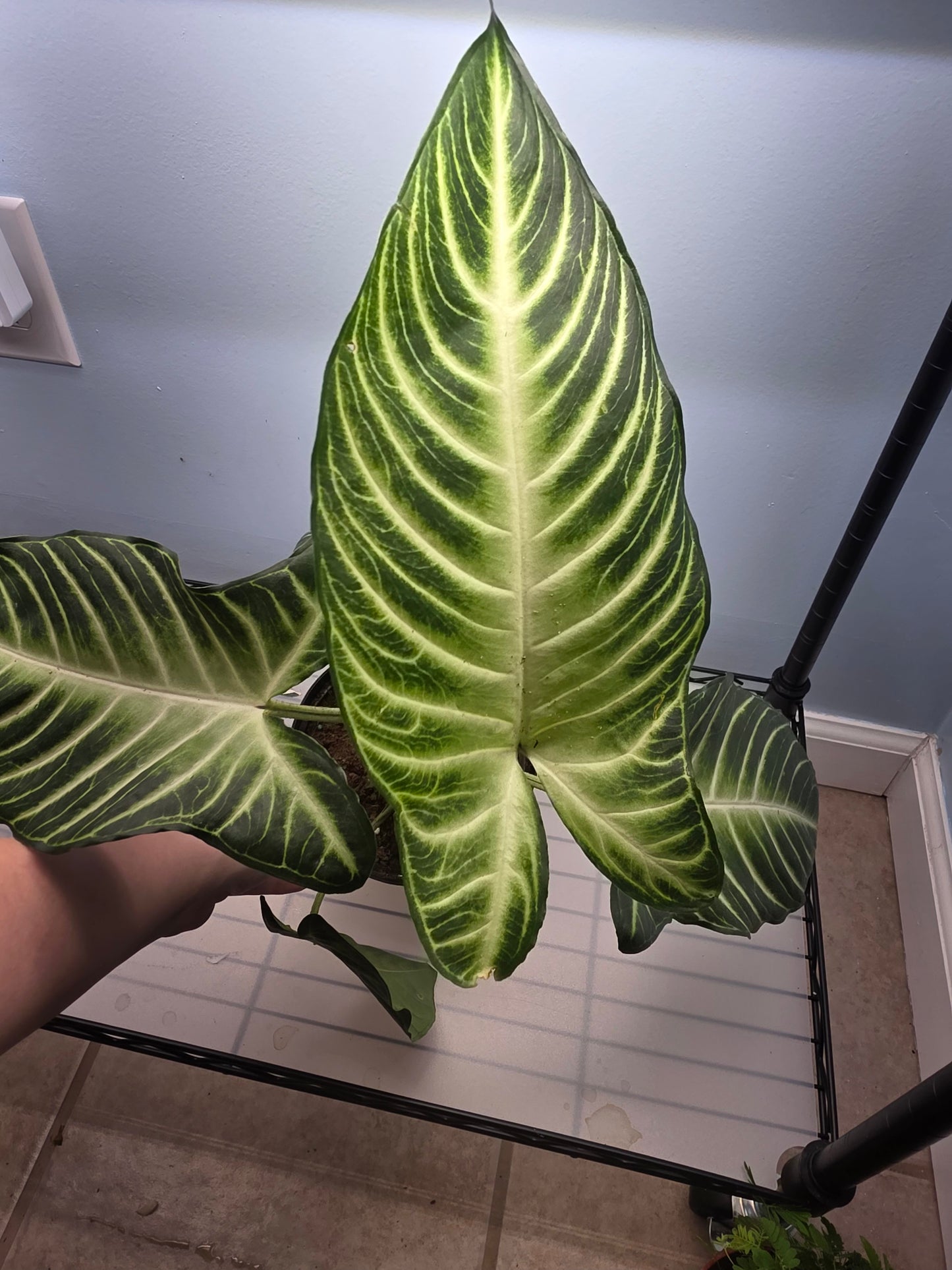 4” Xanthosoma Lindenii Magnificum.