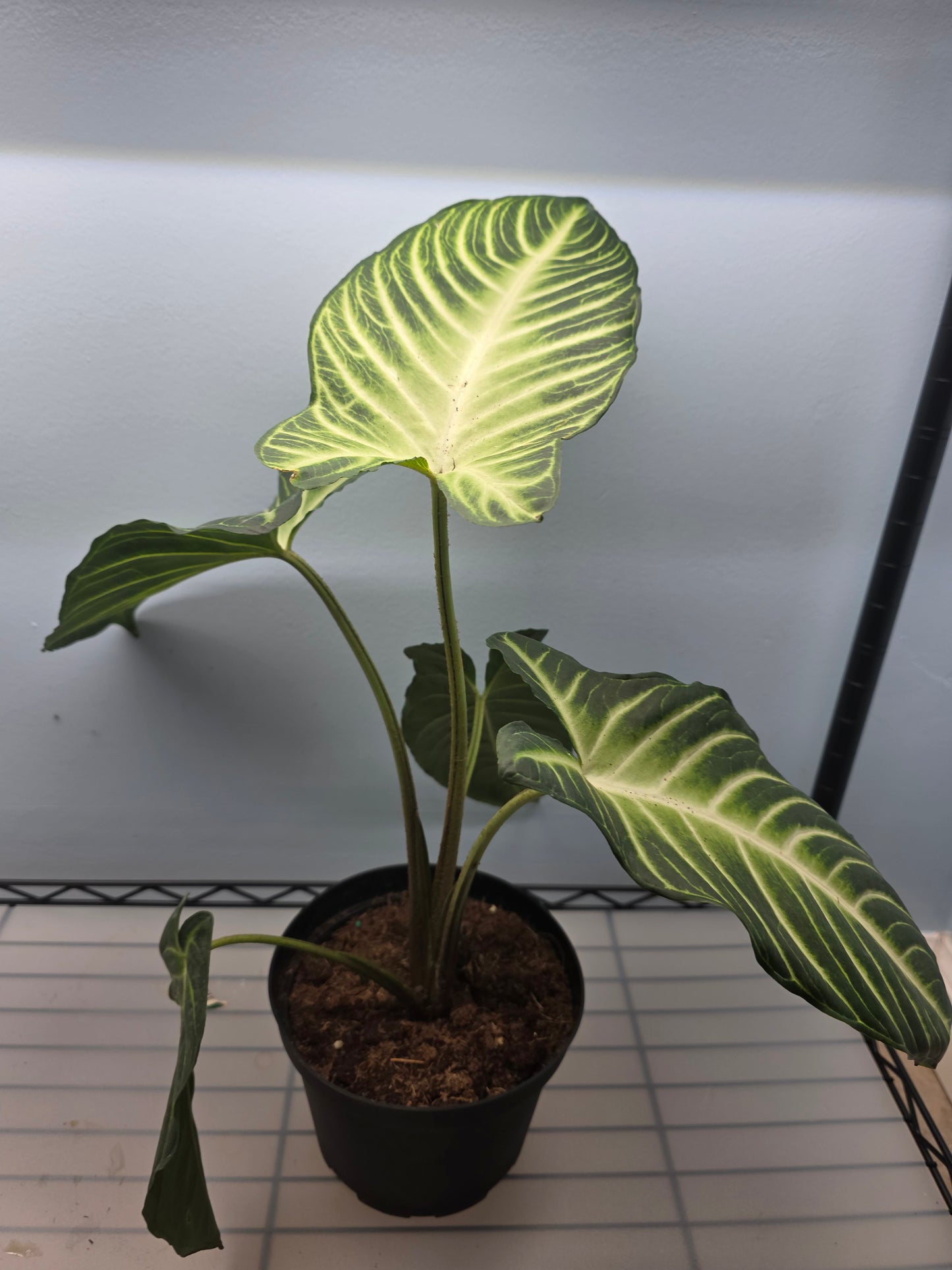 4” Xanthosoma Lindenii Magnificum.