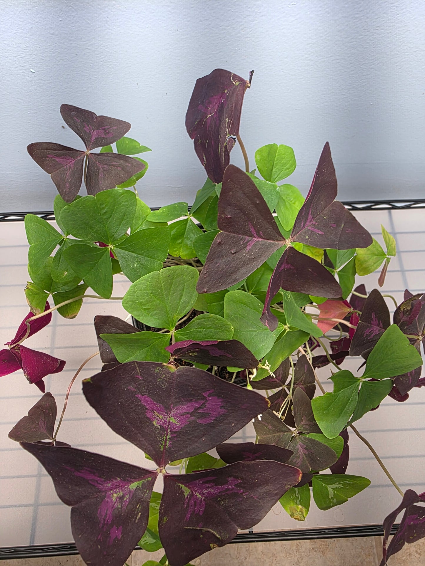 6” Oxalis Mix