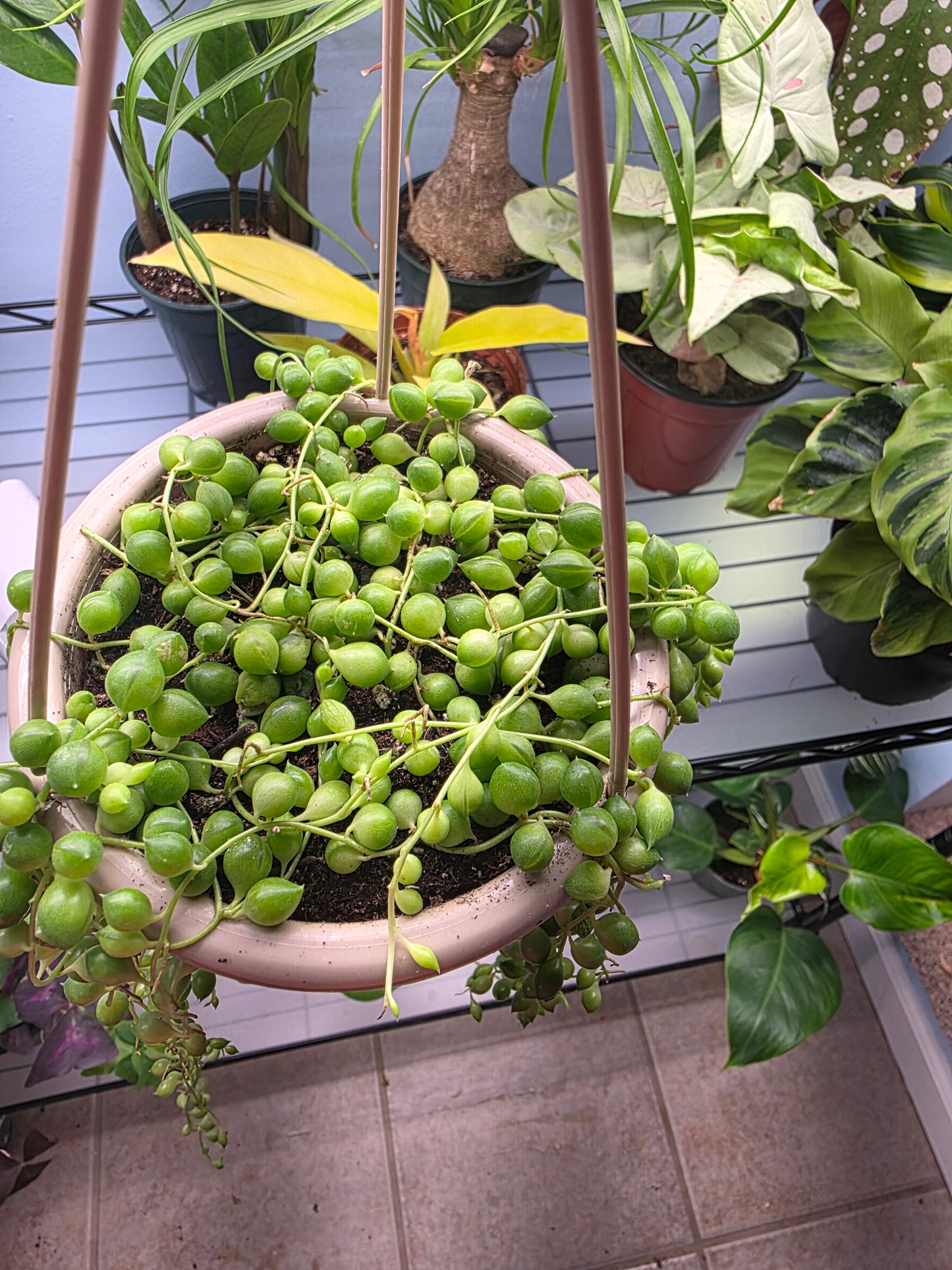 4.5” String of Pearls