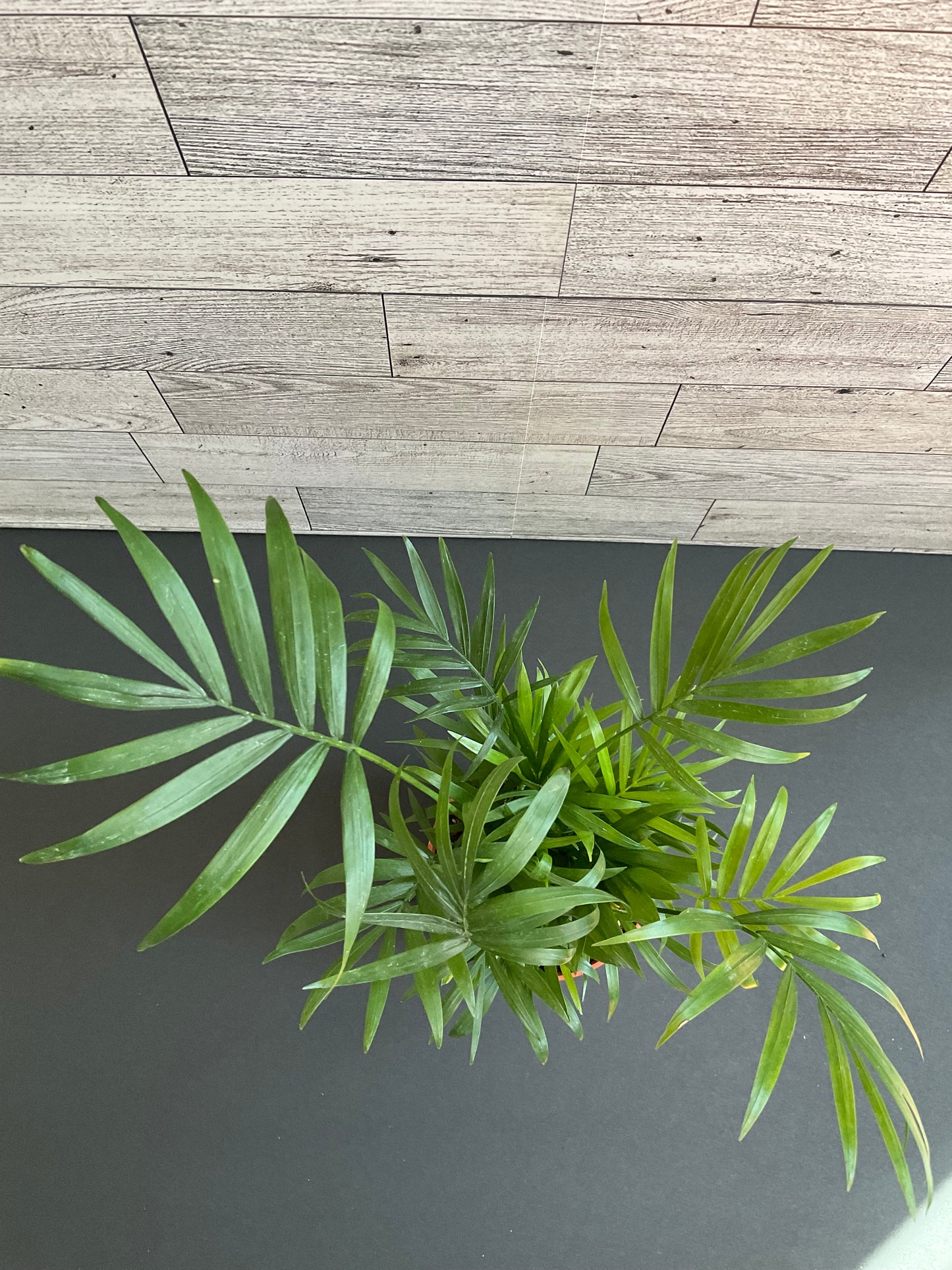 4” Parlor Palm