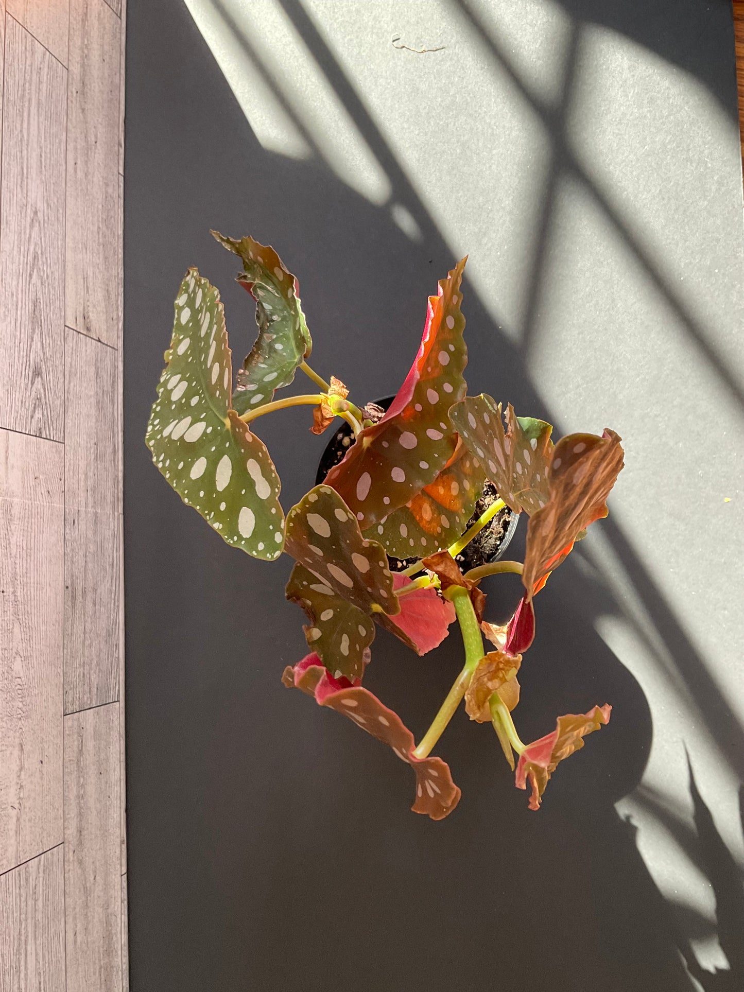 4” Begonia Maculata