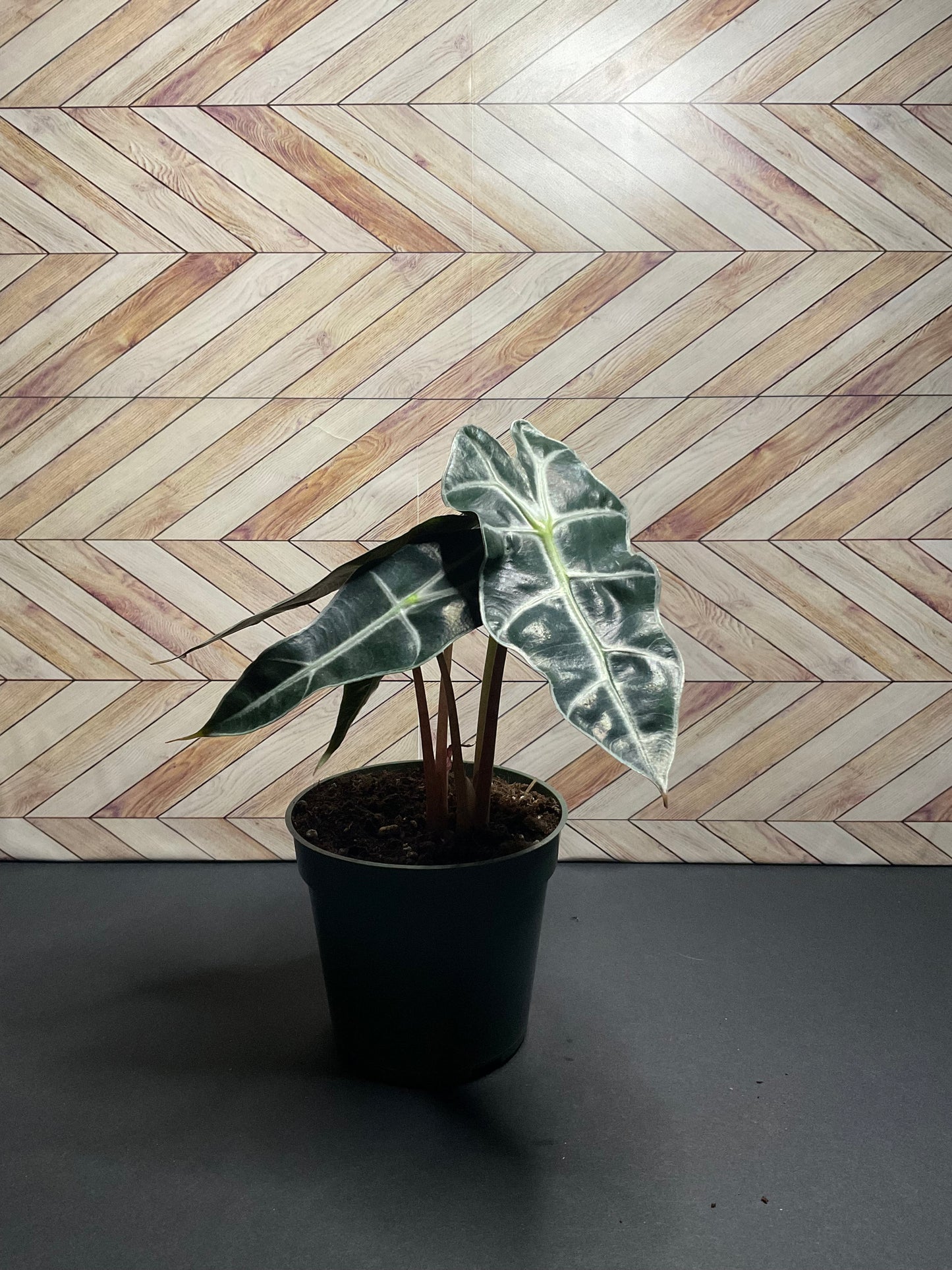 4” Alocasia Polly