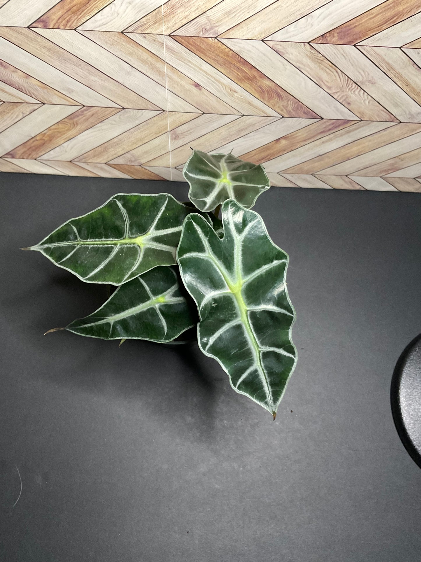 4” Alocasia Polly
