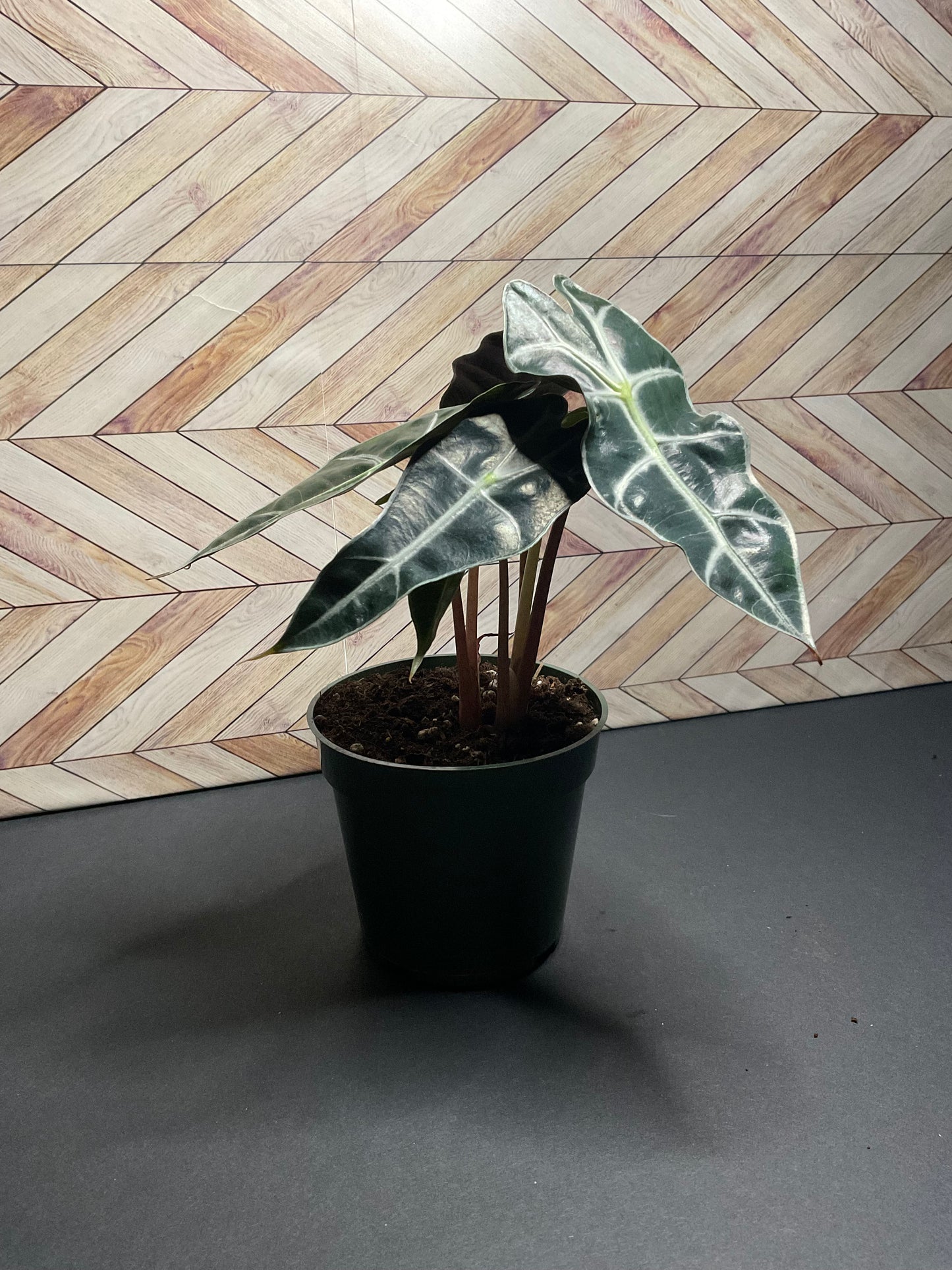 4” Alocasia Polly