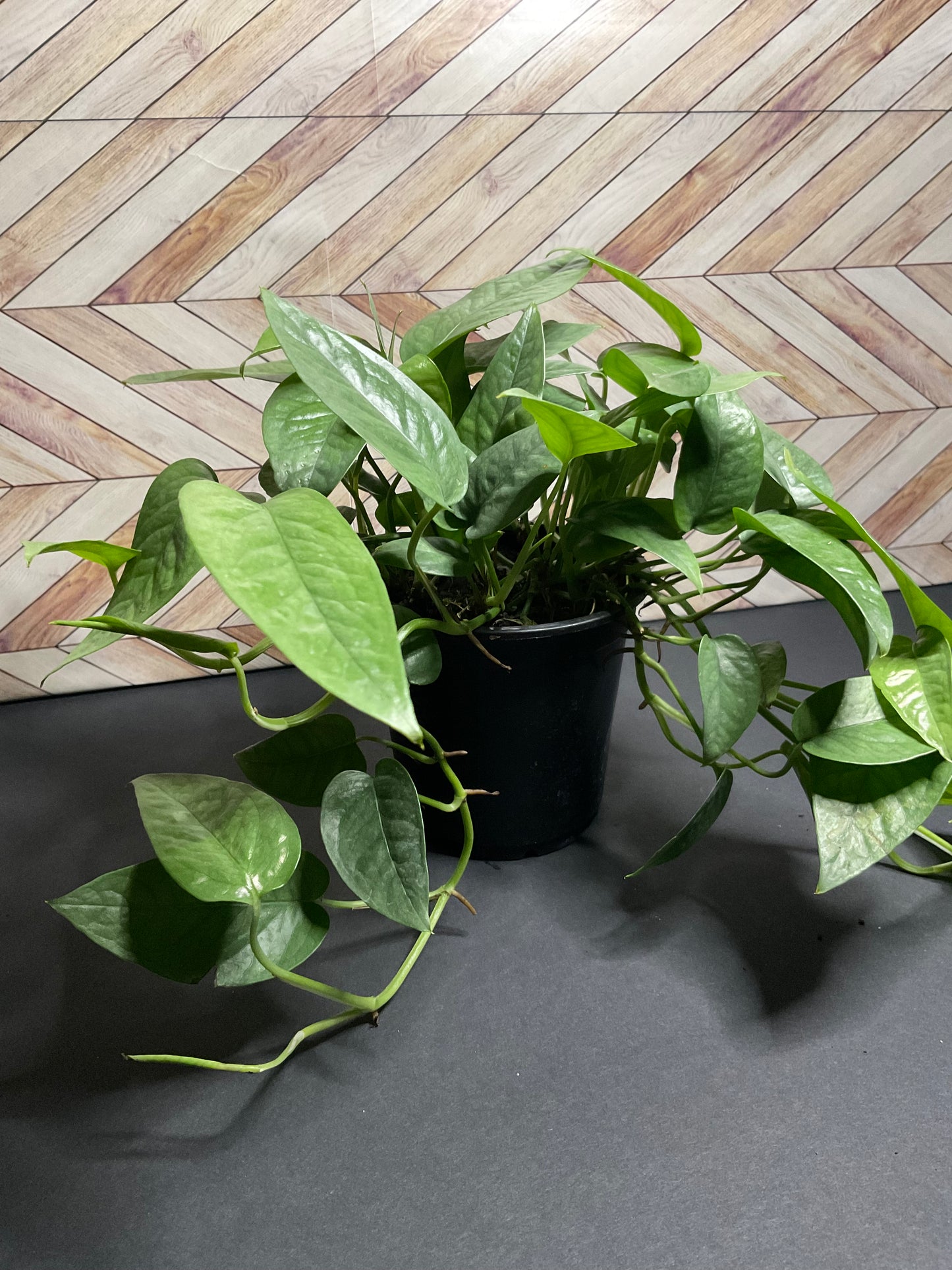 4” Pothos Cebu Blue