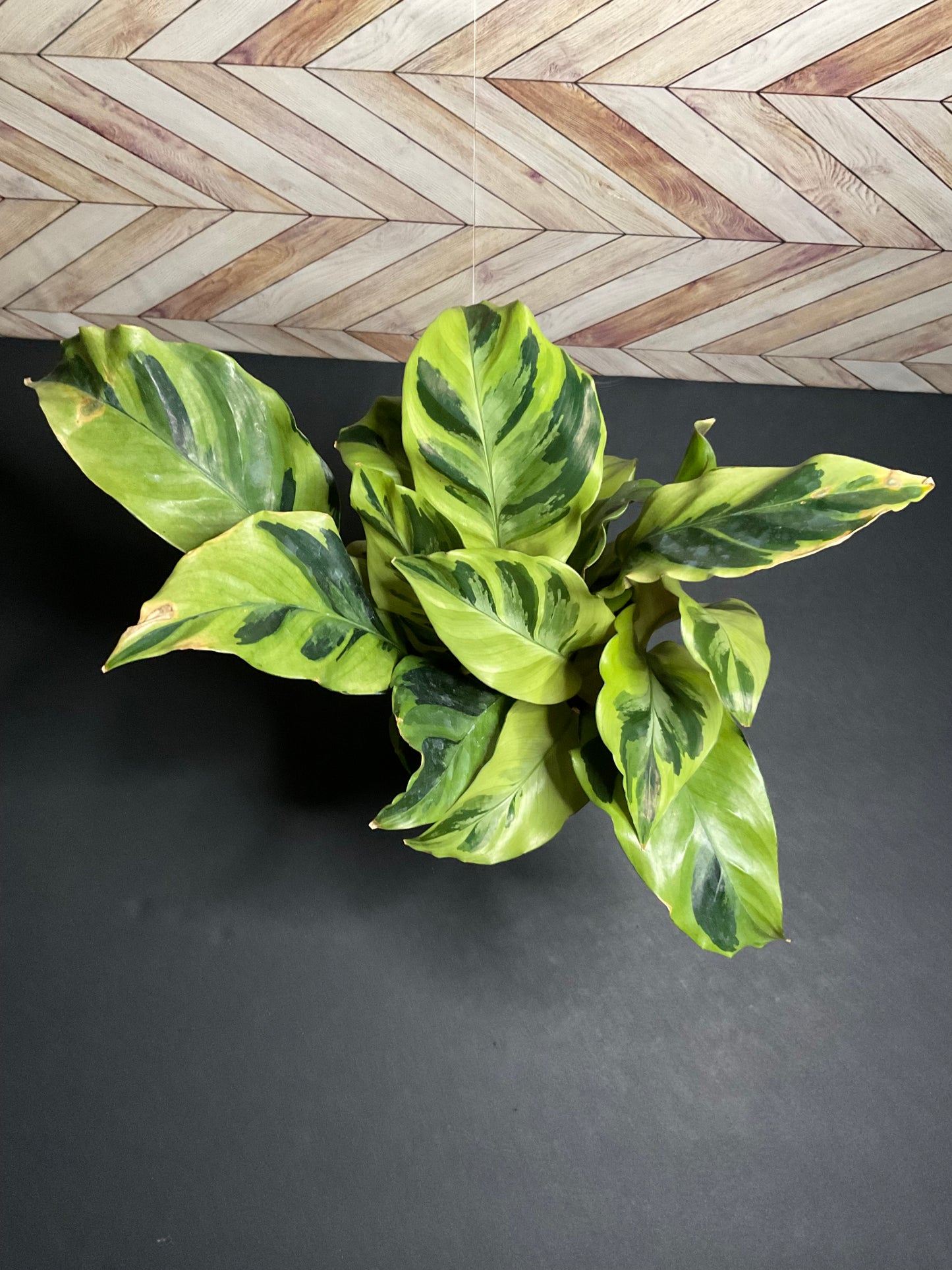 4” Calathea Yellow Allusion