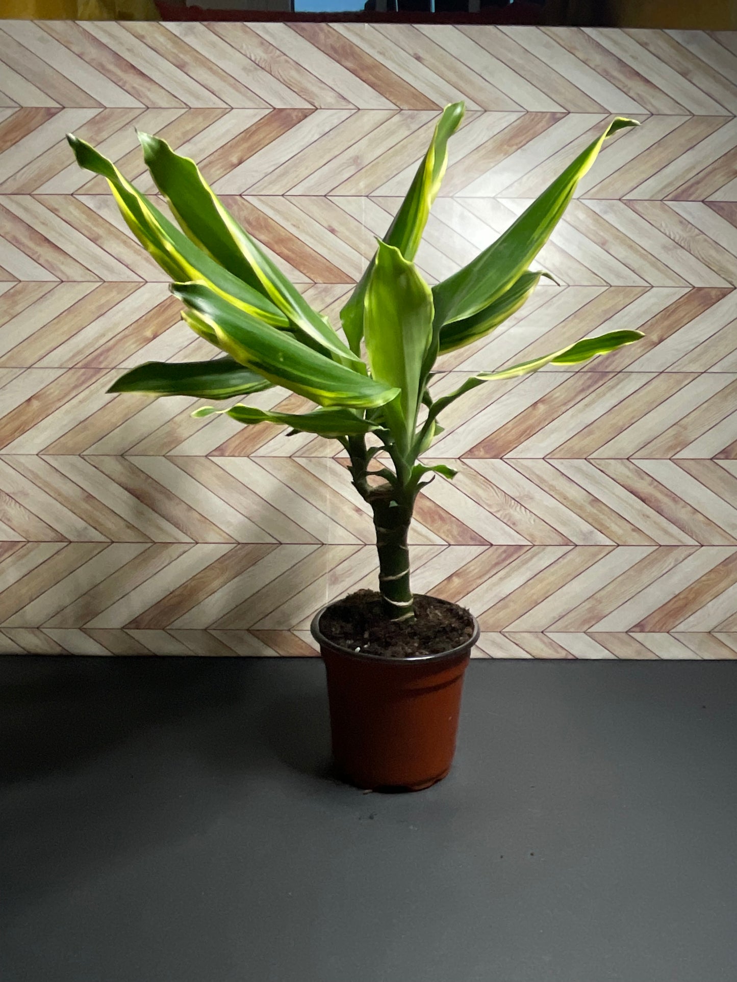 4” Dracaena Moonlight Cane