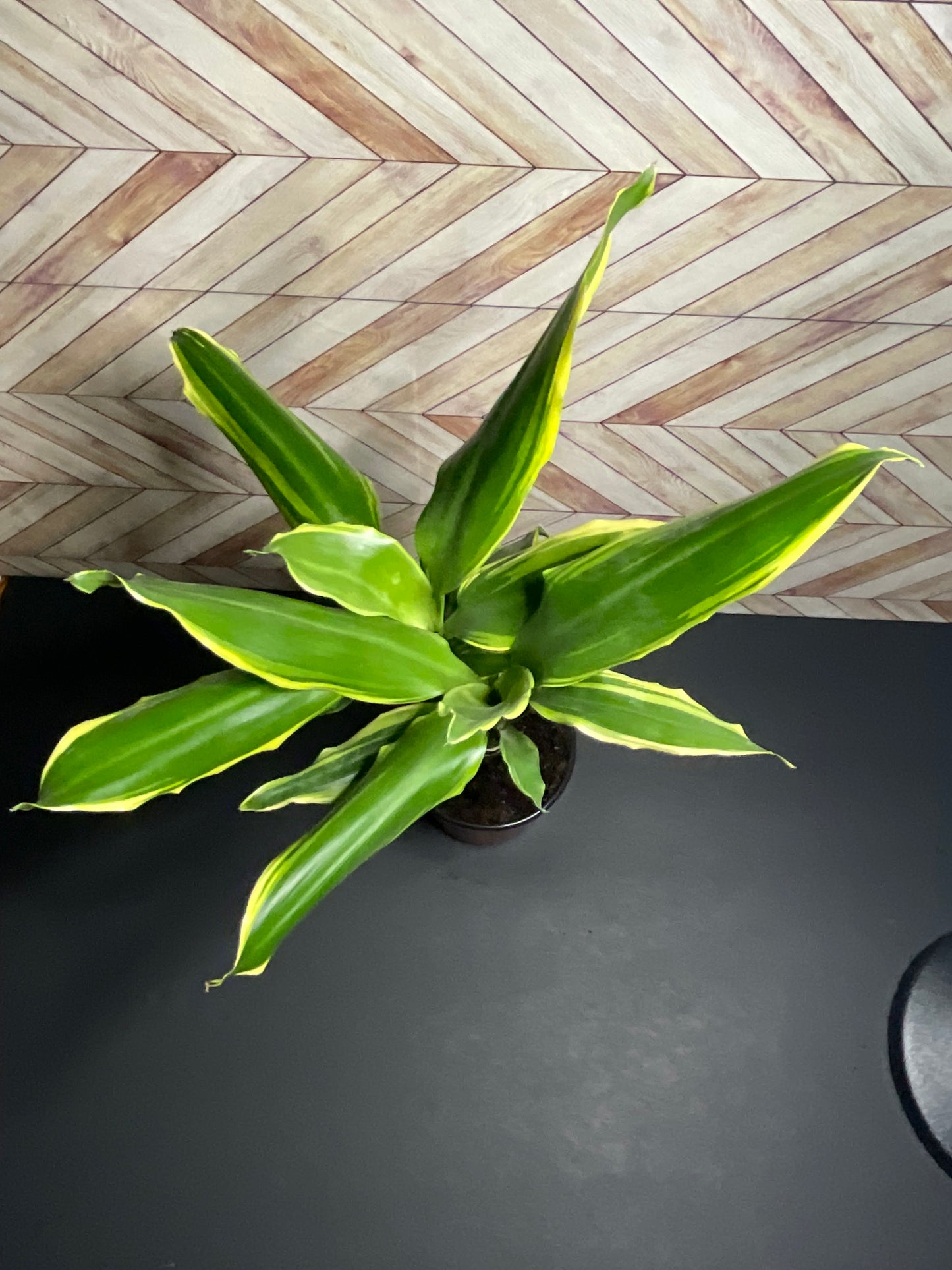 4” Dracaena Moonlight Cane