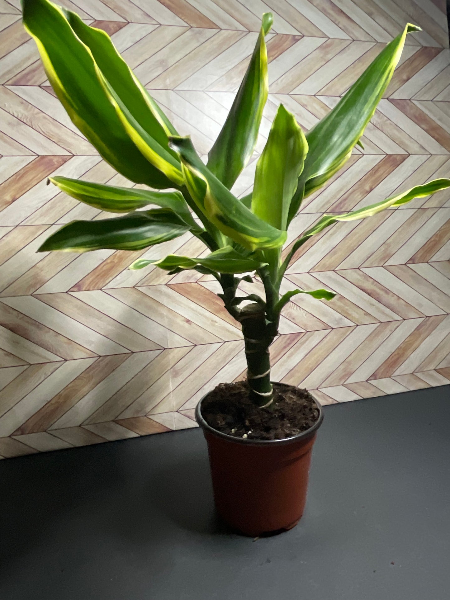 4” Dracaena Moonlight Cane