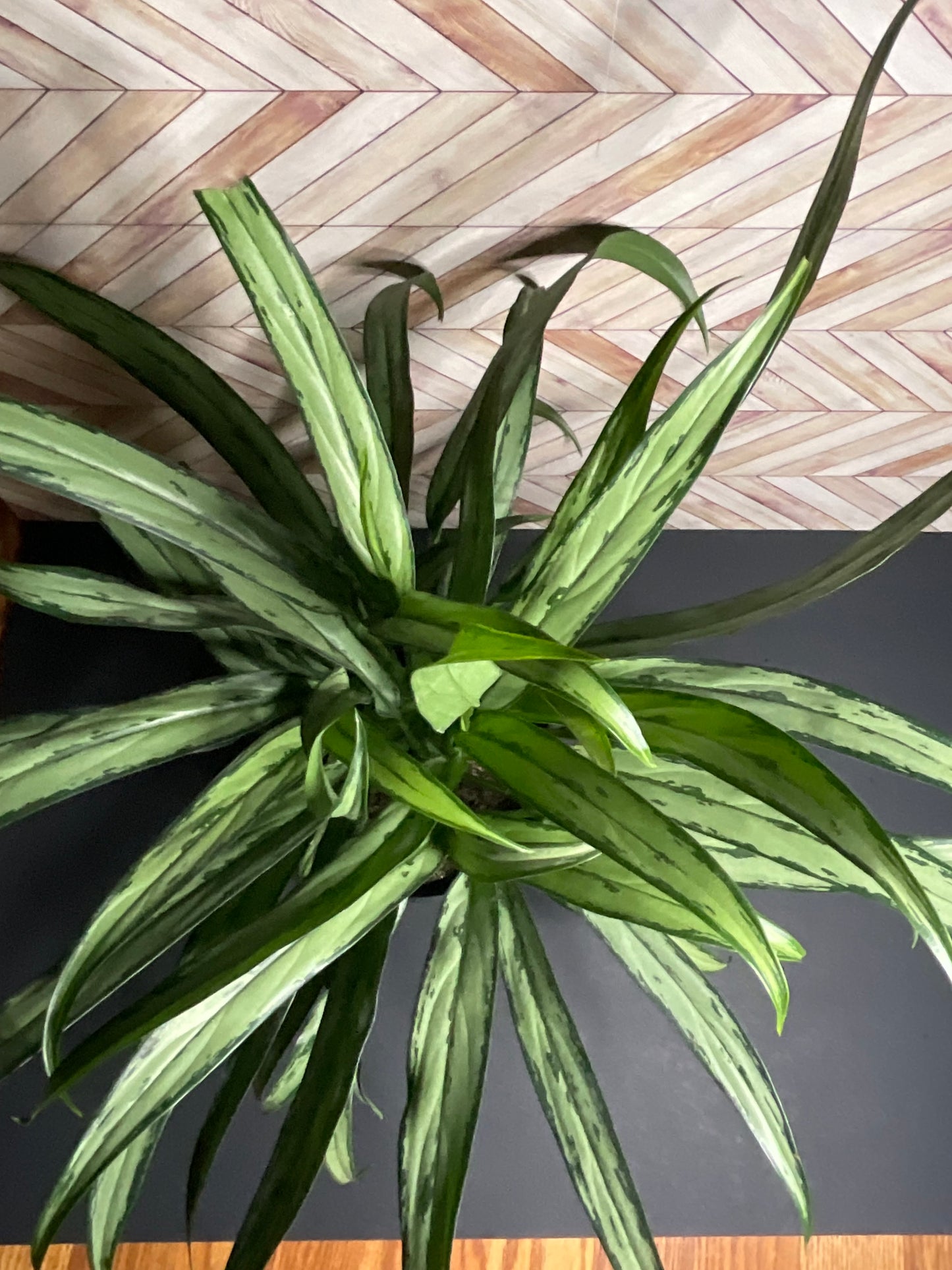 6” Aglaonema ‘cutlass’