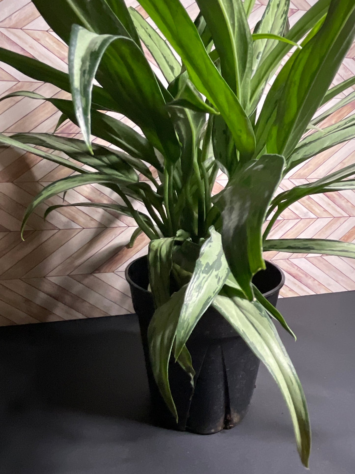 6” Aglaonema ‘cutlass’