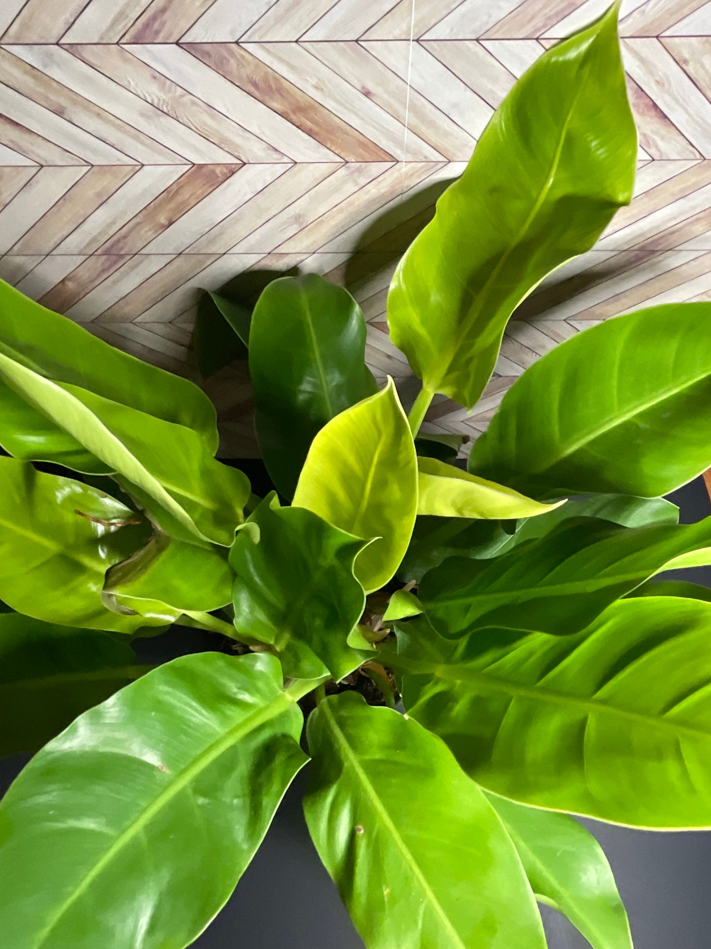 6” Philodendron Moonlight