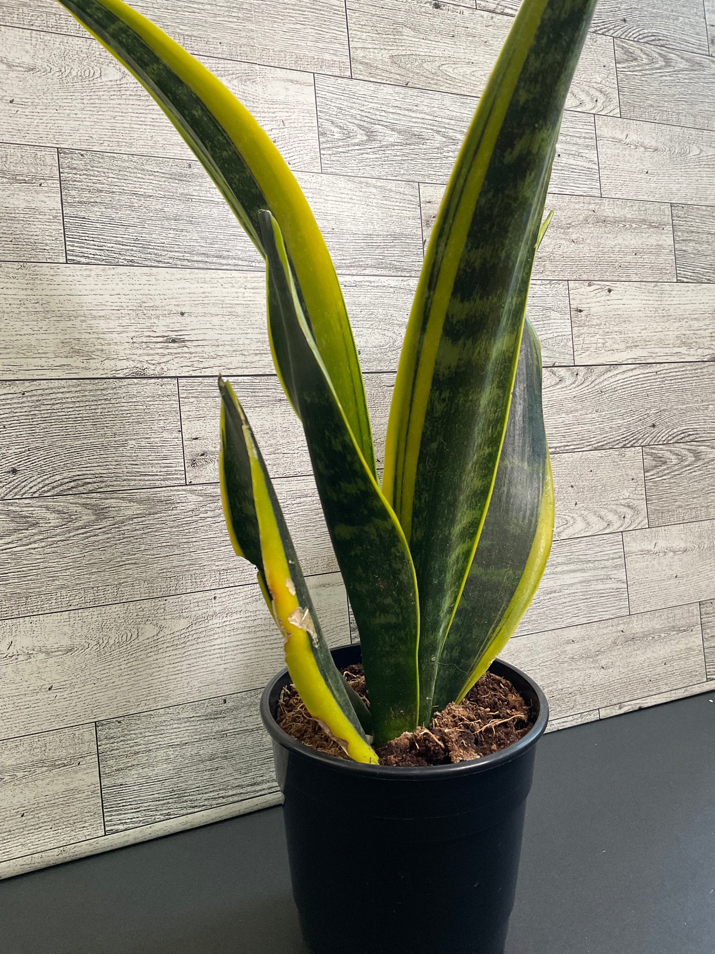 6” La Rubia Snake Plant