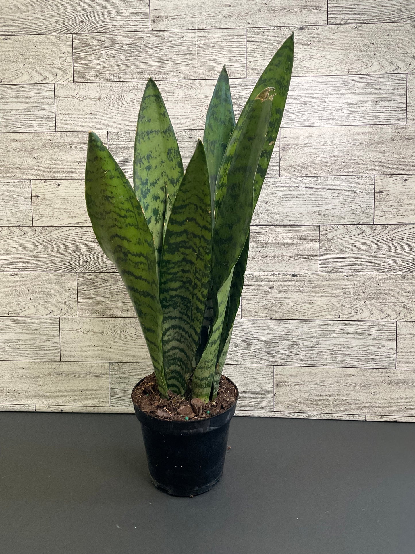 4” Zeylanica Snake Plant