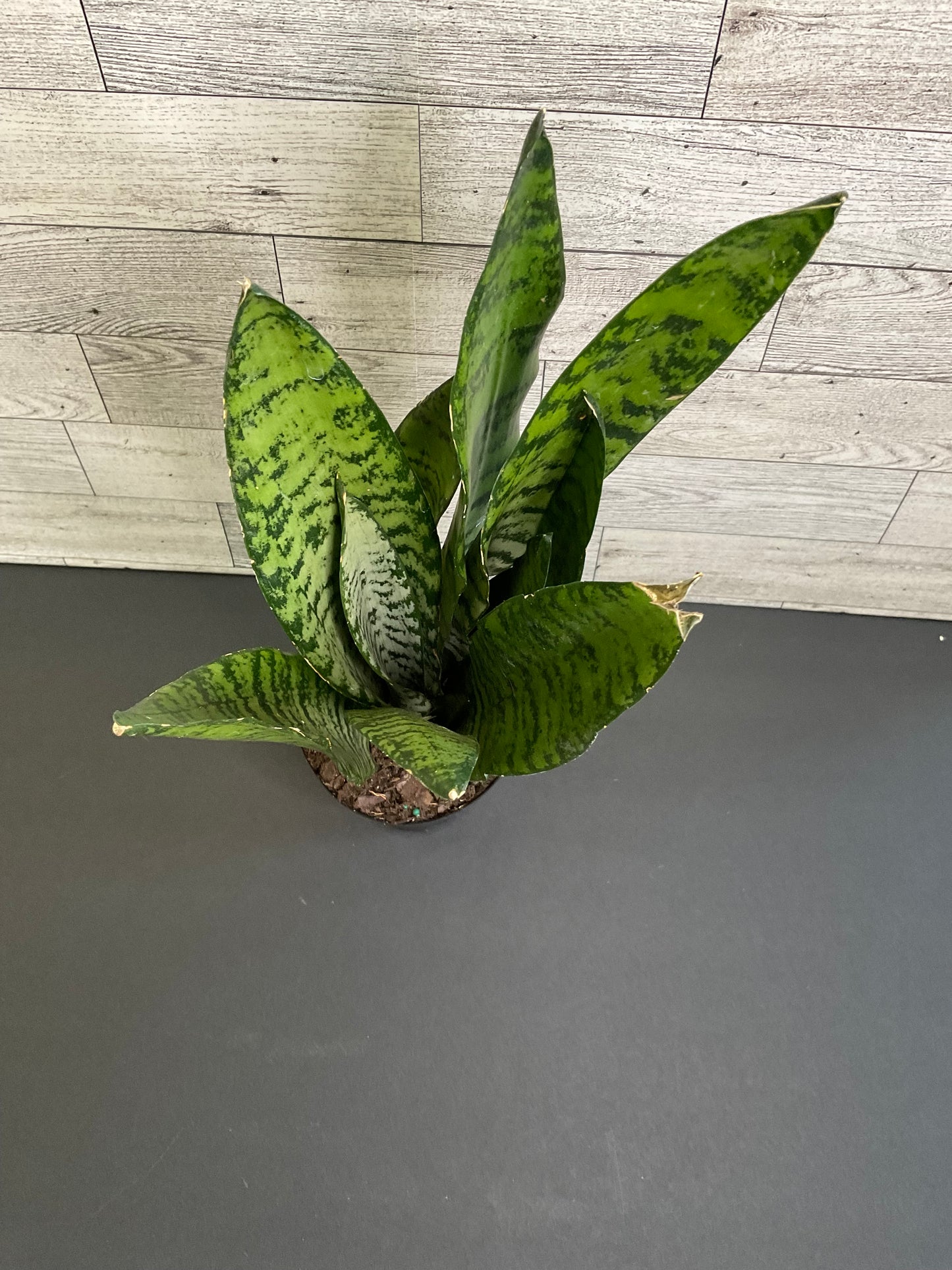 4” Zeylanica Snake Plant