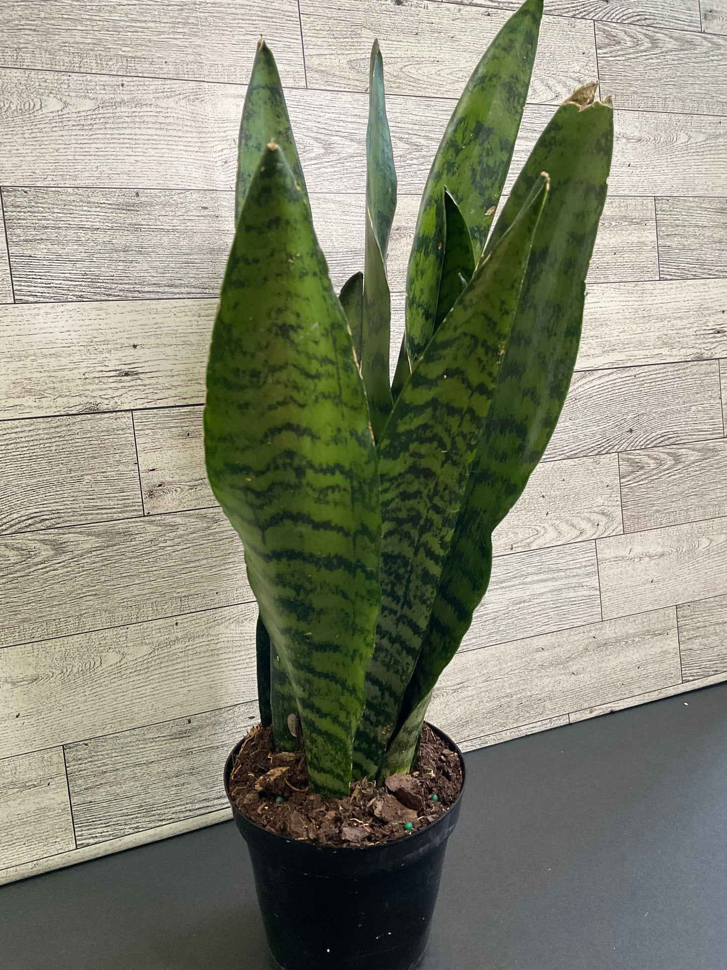 4” Zeylanica Snake Plant