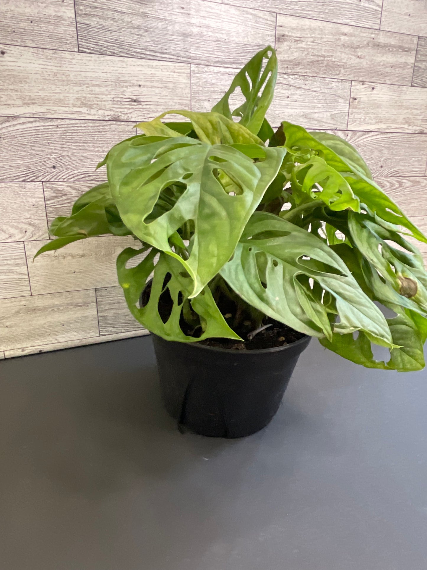 6” Monstera Adensonii