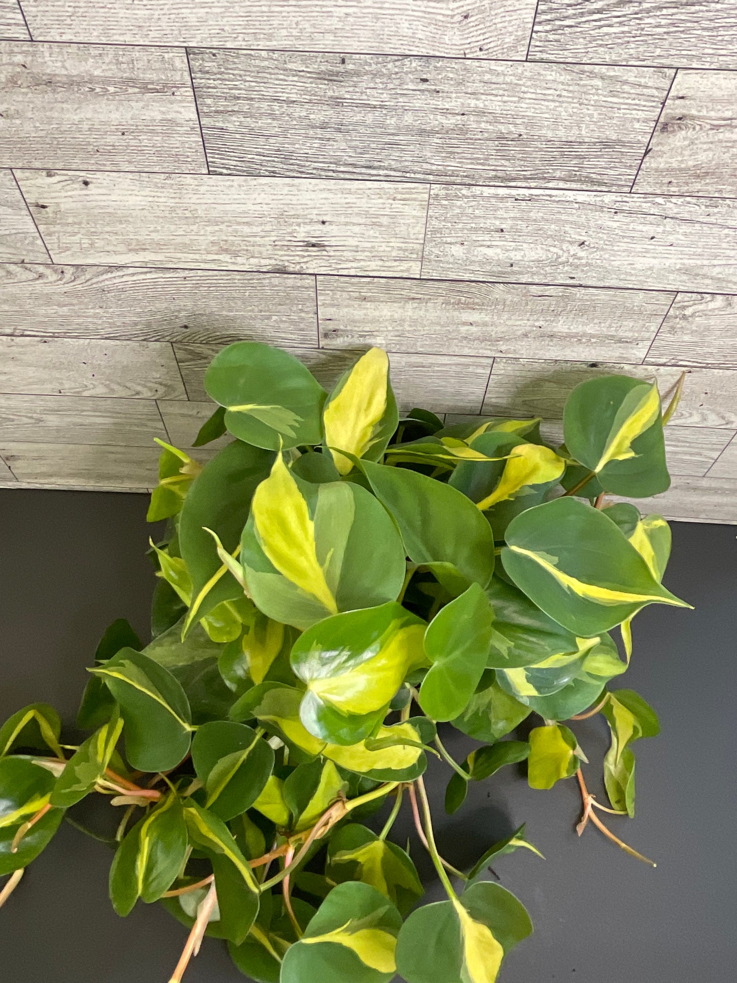 6” Philodendron Brazil