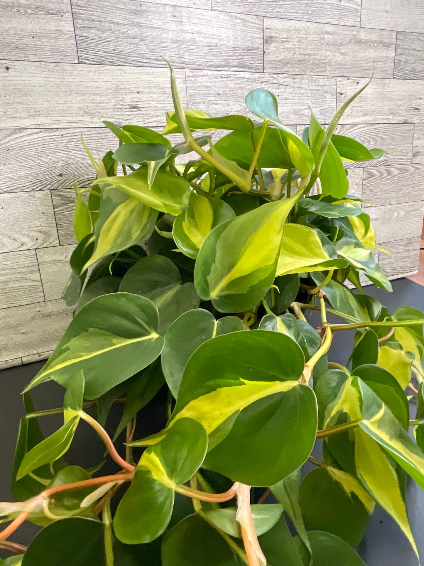 6” Philodendron Brazil