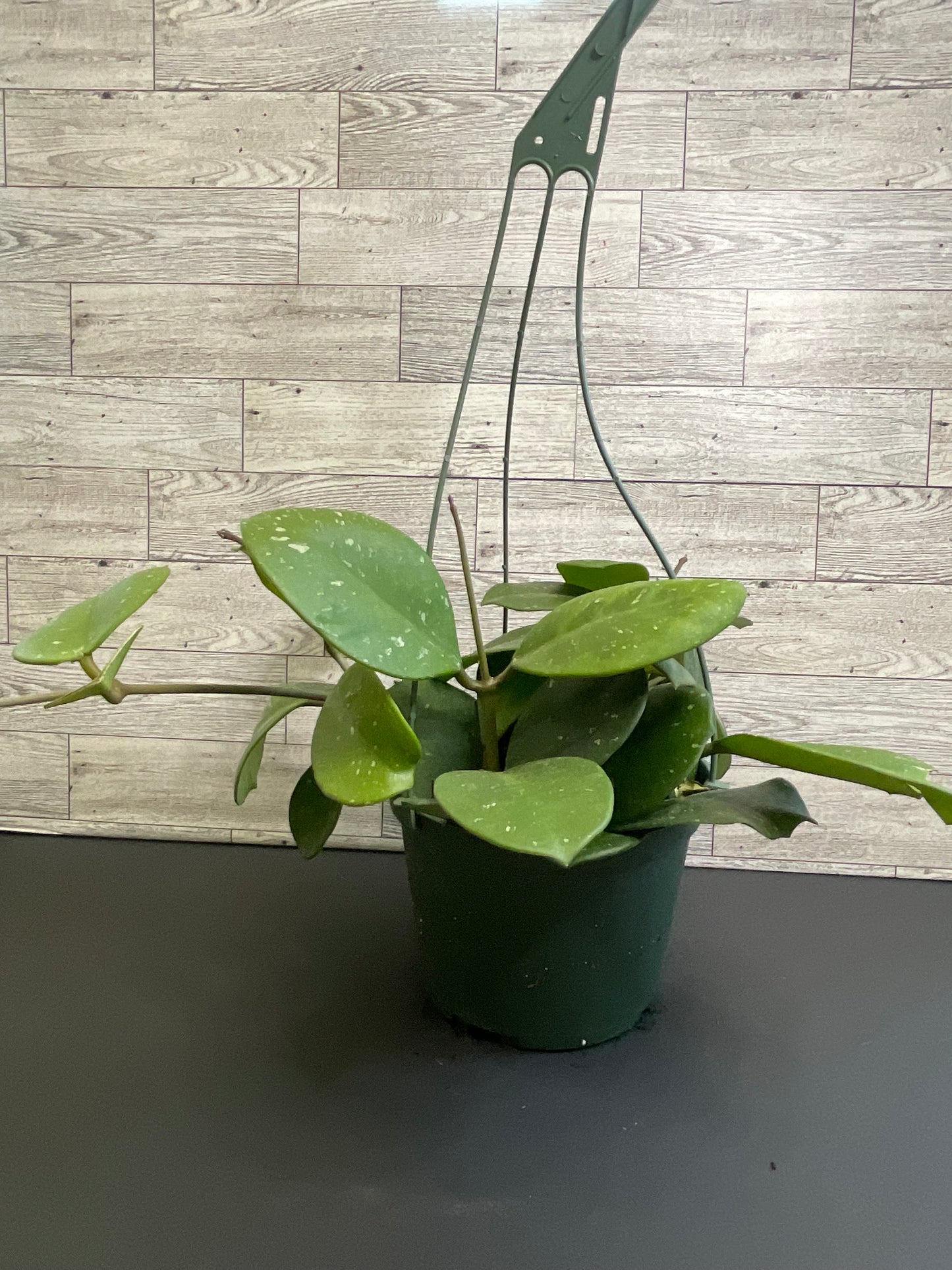 6” Hoya Obovata Basket