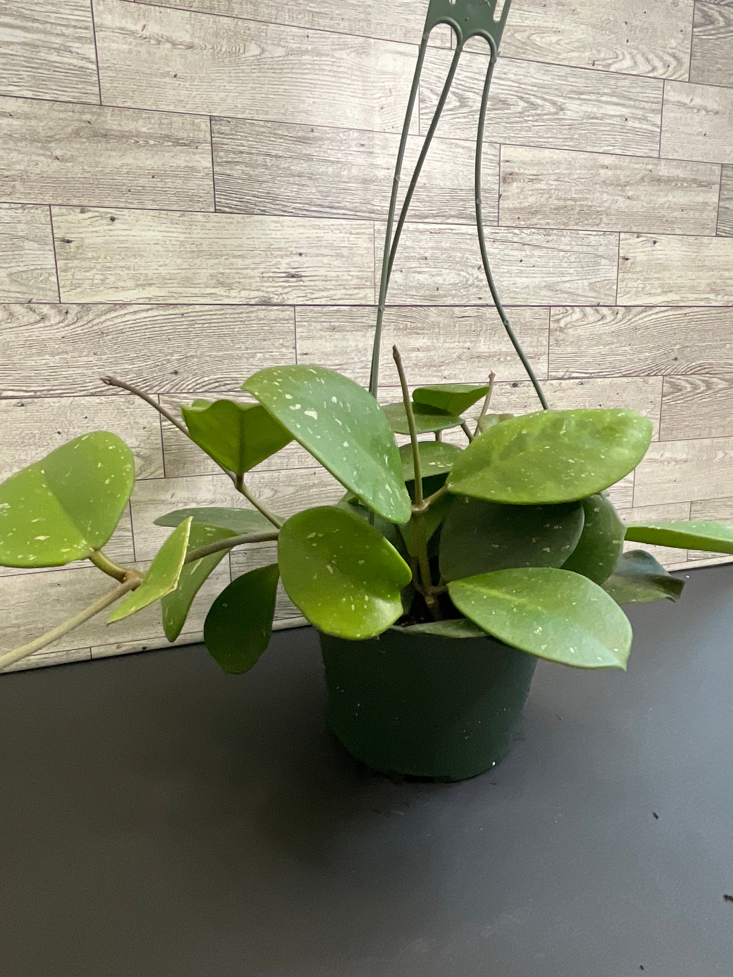 6” Hoya Obovata Basket