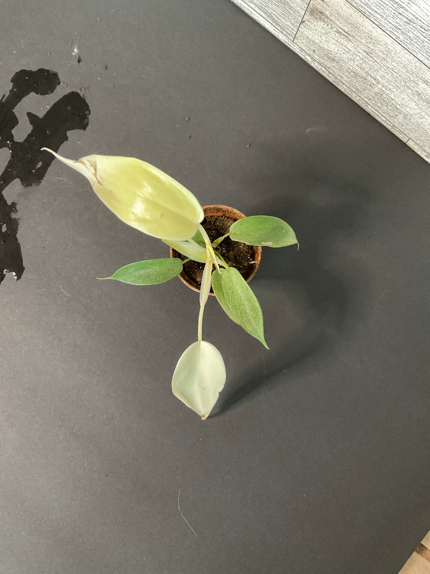 2” Philodendron Florida Ghost