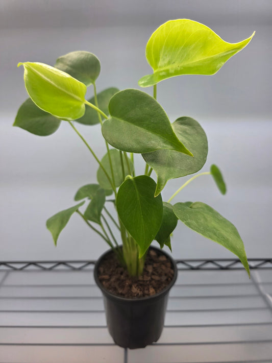 4” Monstera Deliciosa