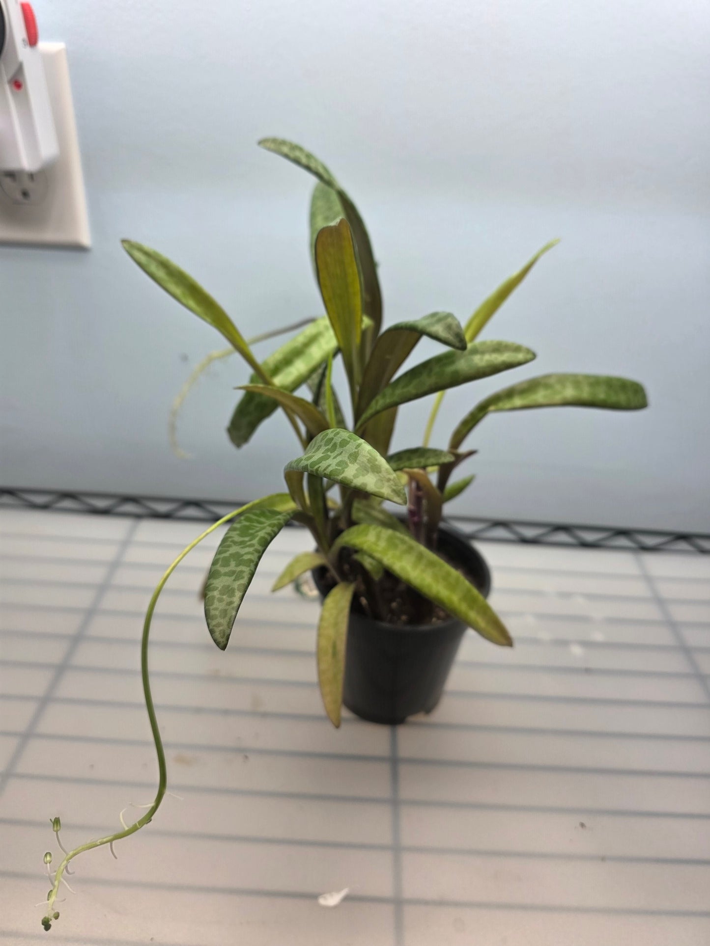 4” Silver Squill