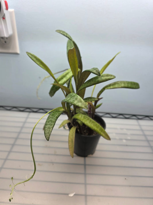 4” Silver Squill