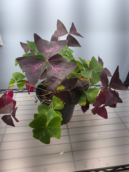 6” Oxalis Mix