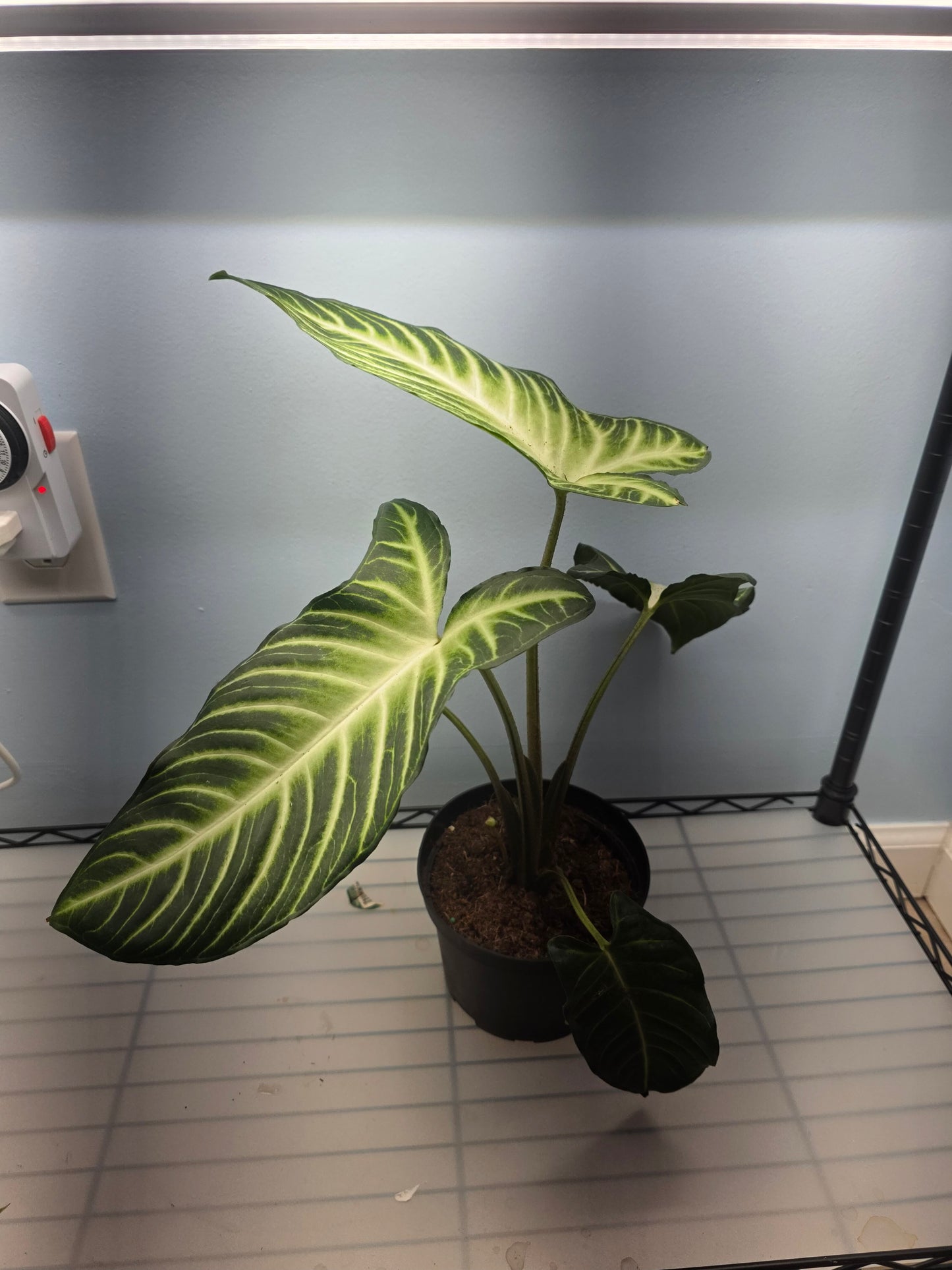 4” Xanthosoma Lindenii Magnificum.