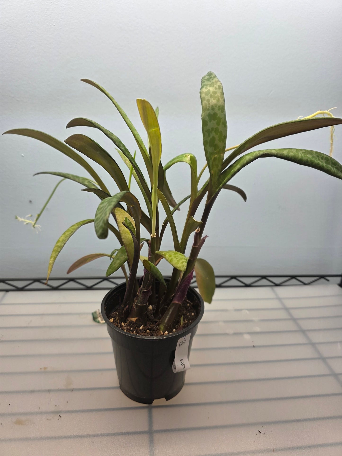 4” Silver Squill
