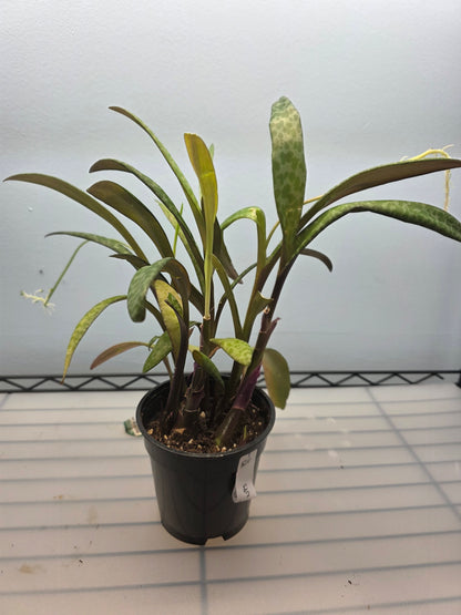 4” Silver Squill