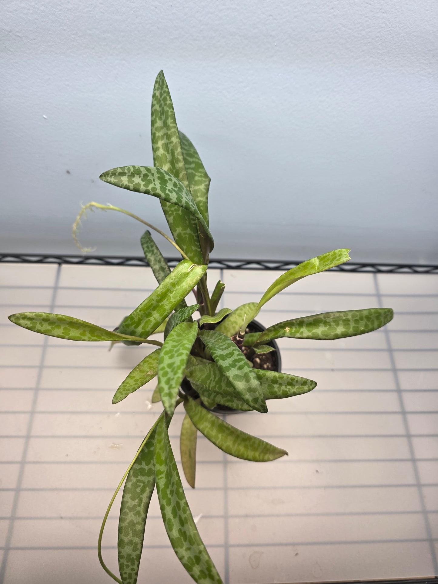 4” Silver Squill