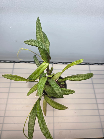 4” Silver Squill