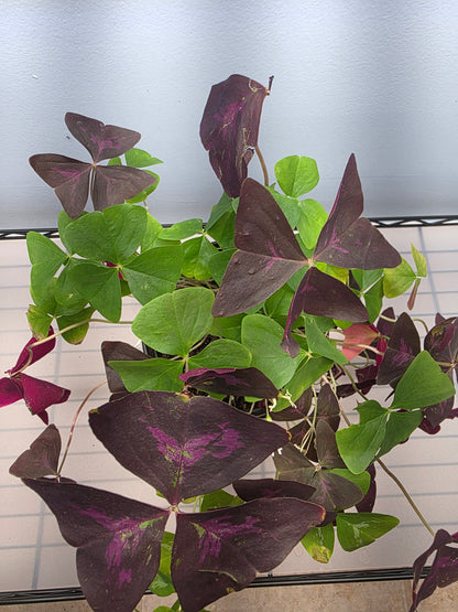 6” Oxalis Mix