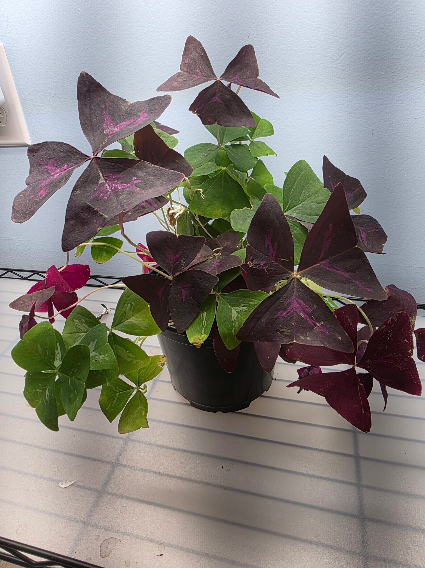 6” Oxalis Mix
