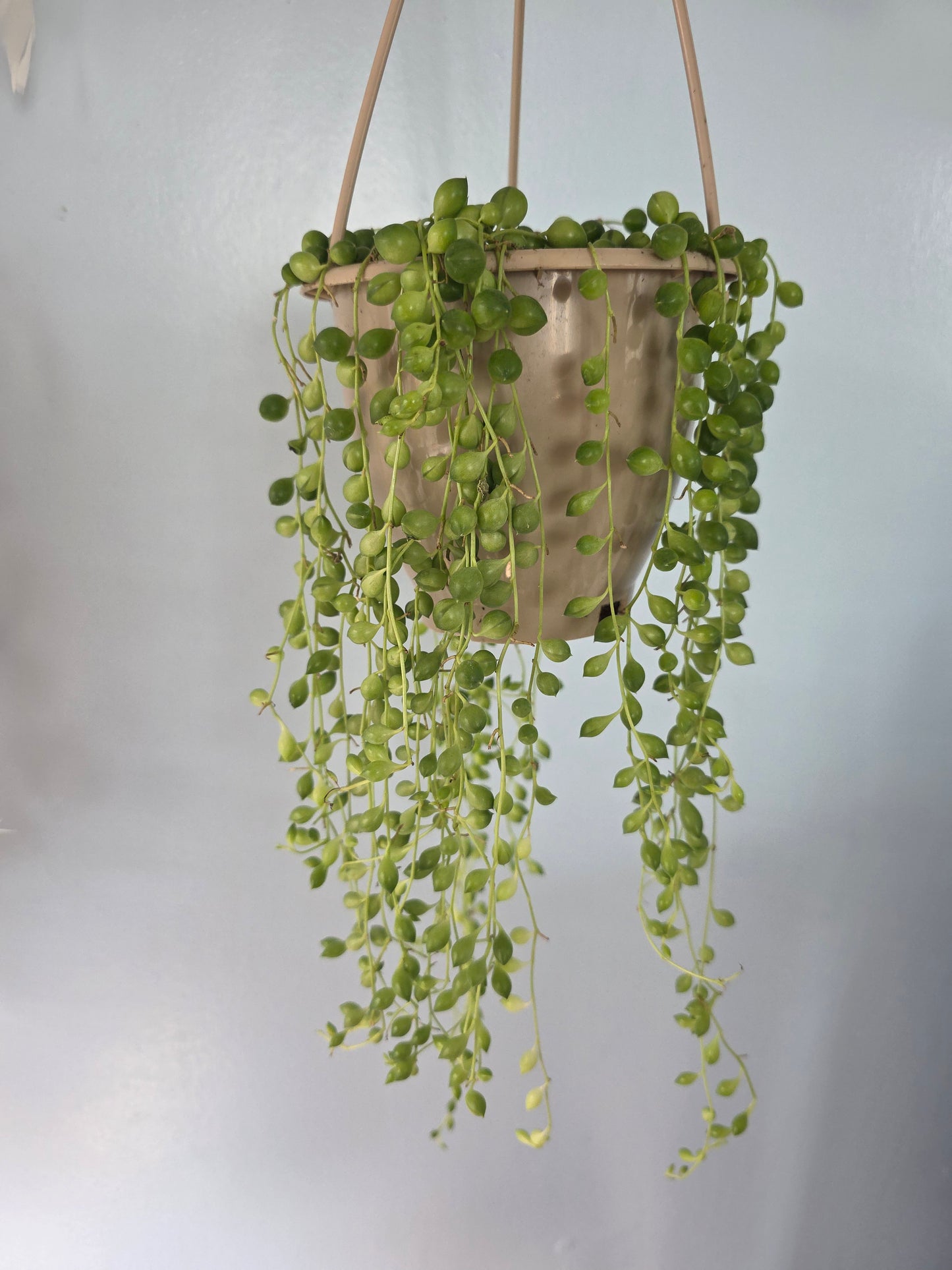 4.5” String of Pearls