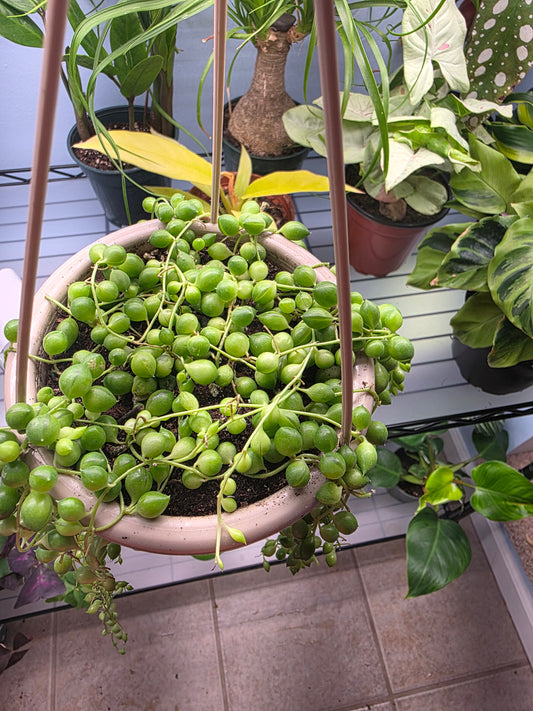 4.5” String of Pearls