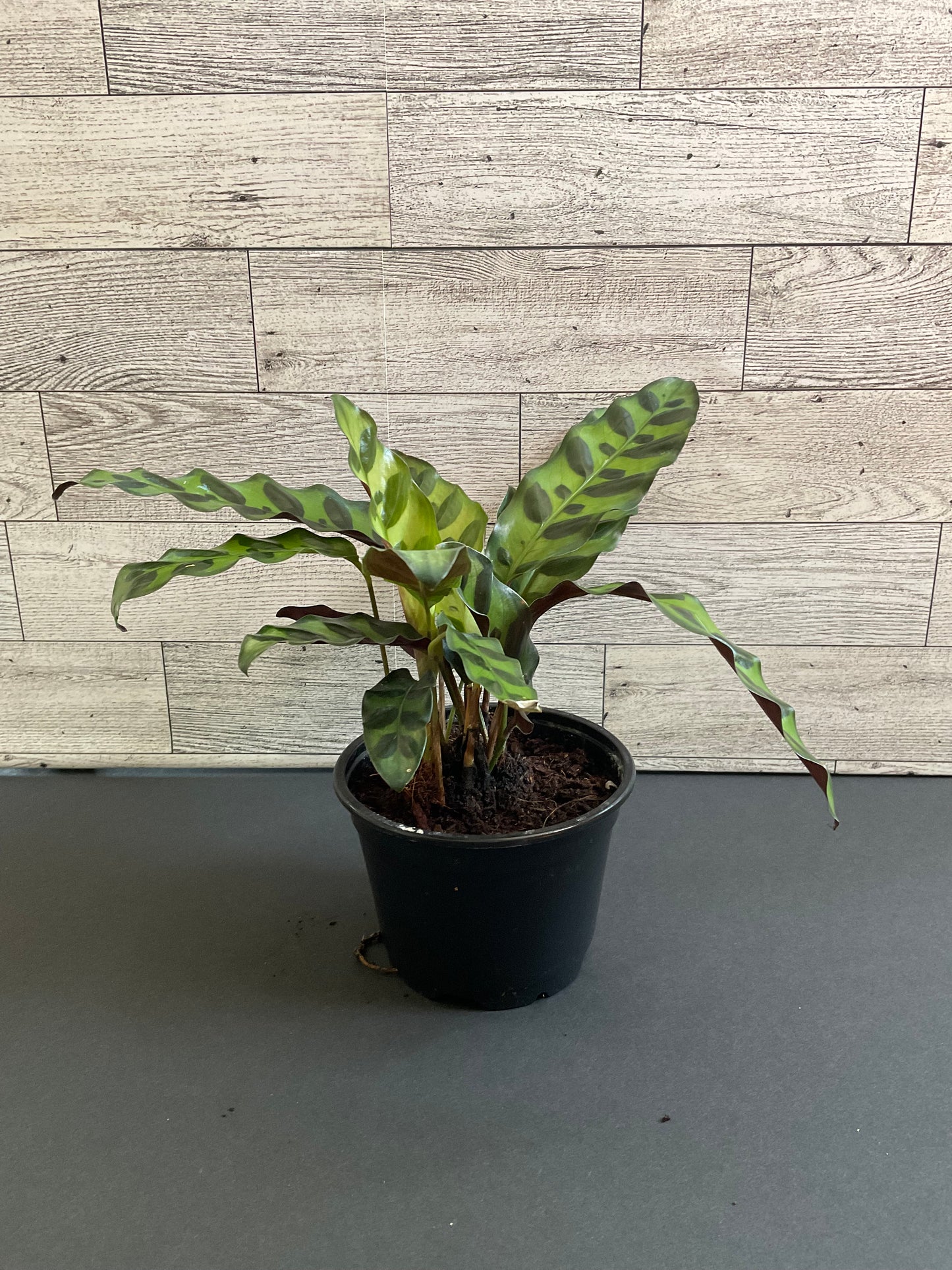 4” Rattlesnake calathea