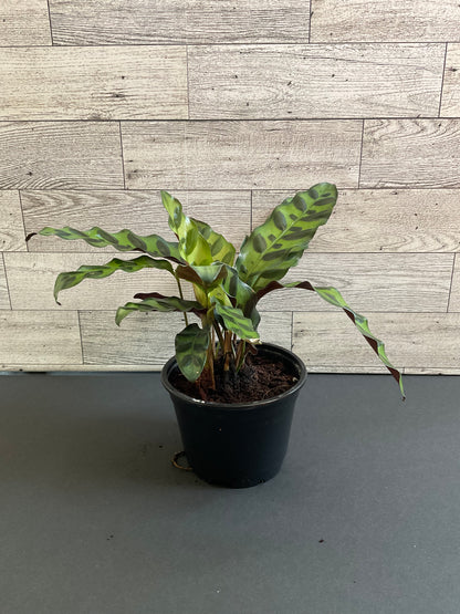 4” Rattlesnake calathea