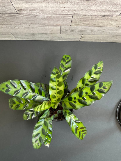 4” Rattlesnake calathea