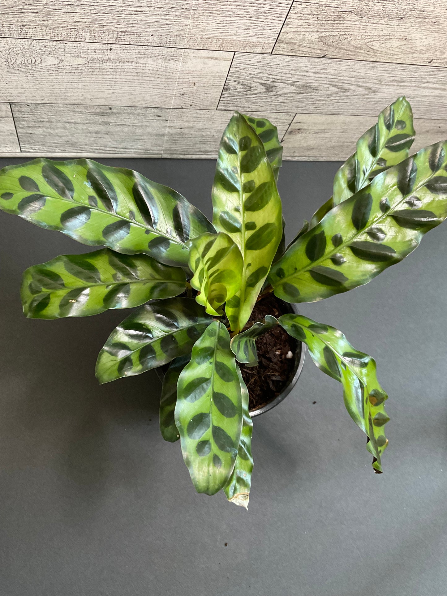 4” Rattlesnake calathea