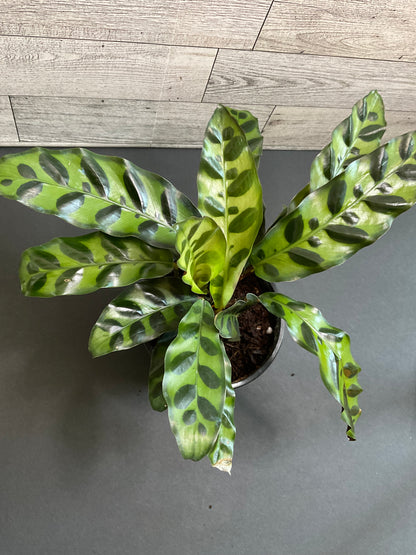 4” Rattlesnake calathea