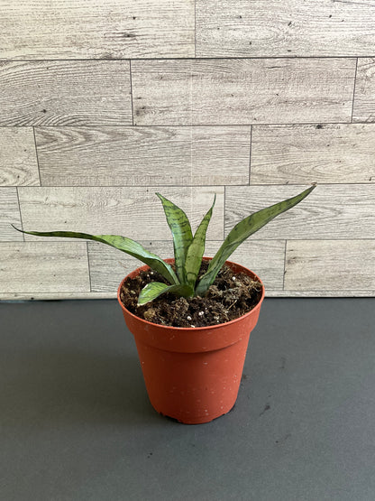 4” Silver Princess Snake Plant