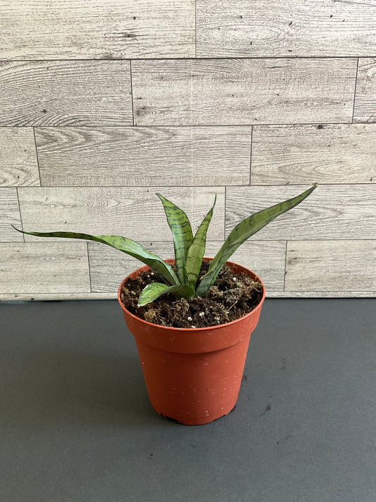 4” Silver Princess Snake Plant