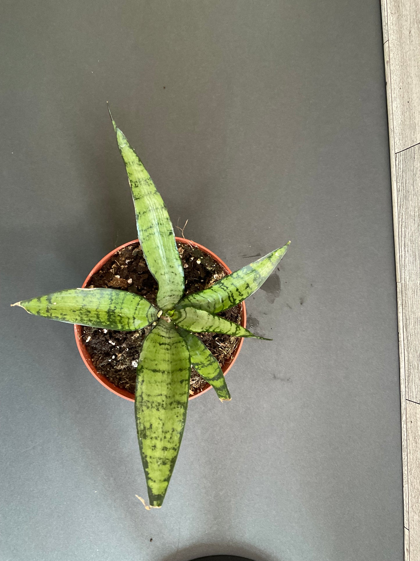 4” Silver Princess Snake Plant