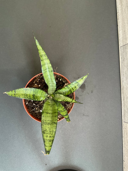 4” Silver Princess Snake Plant