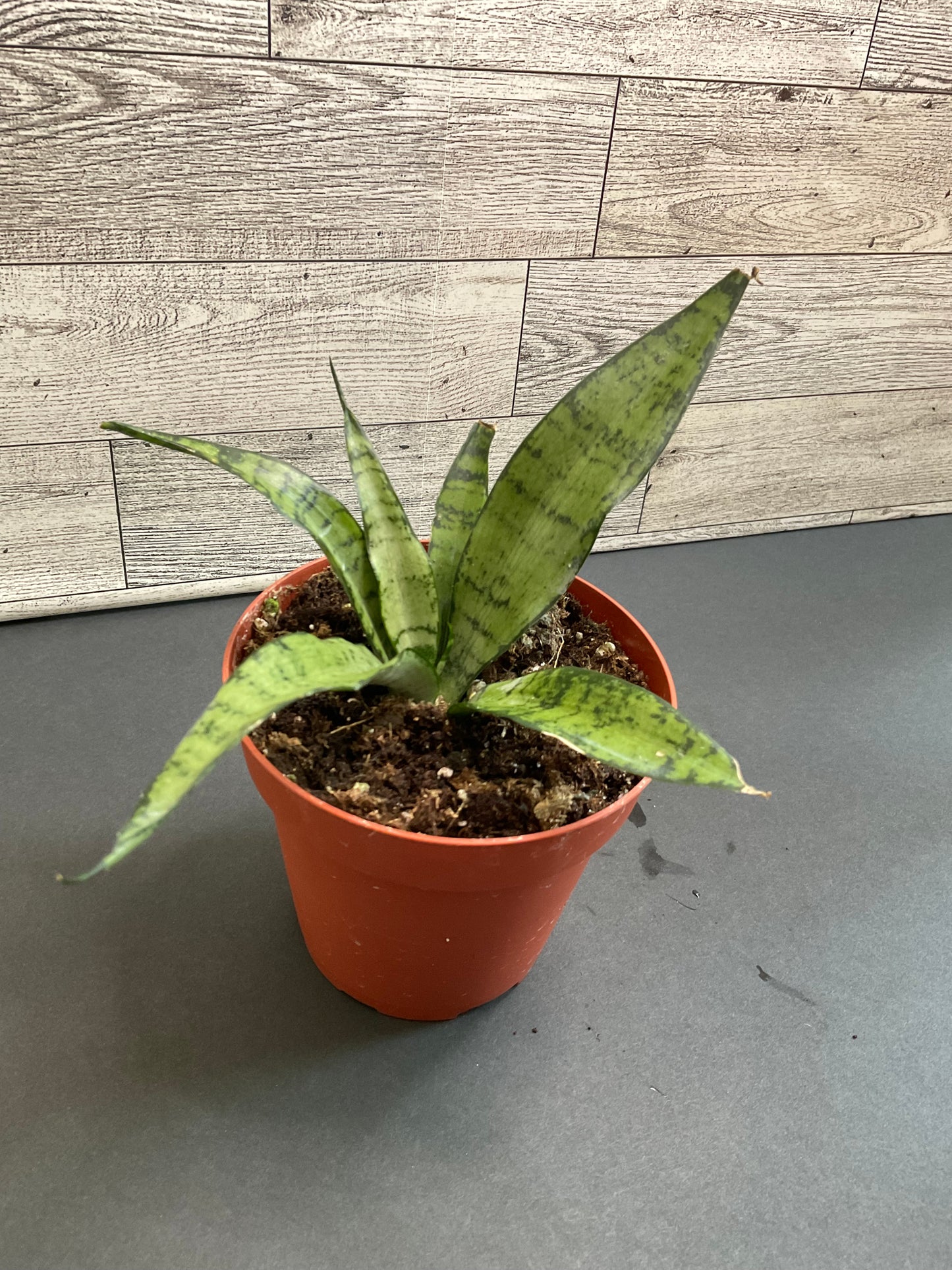 4” Silver Princess Snake Plant